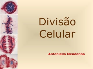 Divisão
Celular
 Antoniella Mendanha
 
