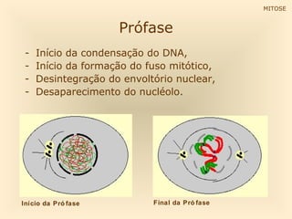 MITOSE


                     Prófase
 -   Início da condensação do DNA,
 -   Início da formação do fuso mitótico,
 -   Desintegração do envoltório nuclear,
 -   Desaparecimento do nucléolo.




Início da Pró fase          Final da Pró fase
 