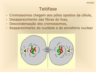 MITOSE


                     Telófase
-   Cromossomos chegam aos pólos opostos da célula,
-   Desaparecimento das fibras do fuso,
-   Descondensação dos cromossomos,
-   Reaparecimento do nucléolo e do envoltório nuclear
 
