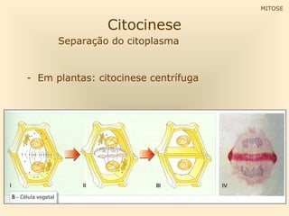 MITOSE


                Citocinese
      Separação do citoplasma


- Em plantas: citocinese centrífuga
 