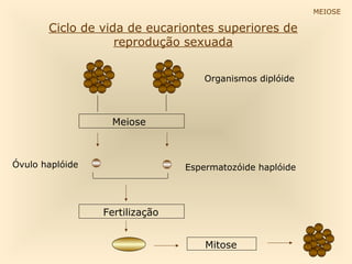 MEIOSE

       Ciclo de vida de eucariontes superiores de
                   reprodução sexuada


                                    Organismos diplóide



                  Meiose



Óvulo haplóide                  Espermatozóide haplóide




                 Fertilização


                                    Mitose
 
