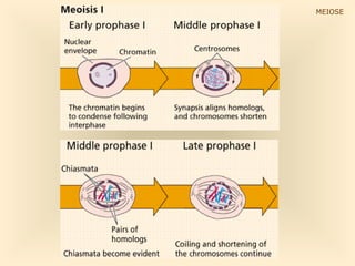 MEIOSE
 