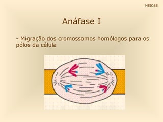 MEIOSE




               Anáfase I
- Migração dos cromossomos homólogos para os
pólos da célula
 