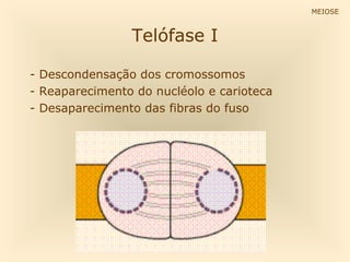 MEIOSE



                Telófase I

- Descondensação dos cromossomos
- Reaparecimento do nucléolo e carioteca
- Desaparecimento das fibras do fuso
 