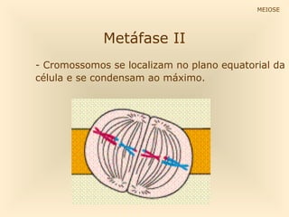 MEIOSE




             Metáfase II
- Cromossomos se localizam no plano equatorial da
célula e se condensam ao máximo.
 