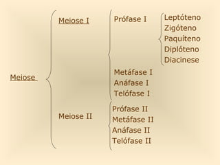 Meiose I    Prófase I     Leptóteno
                                   Zigóteno
                                   Paquíteno
                                   Diplóteno
                                   Diacinese
                     Metáfase I
Meiose
                     Anáfase I
                     Telófase I

                     Prófase II
         Meiose II   Metáfase II
                     Anáfase II
                     Telófase II
 