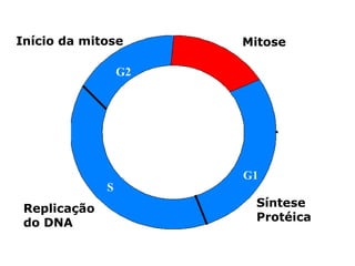Início da mitose       Mitose

                  G2




                       G1
              S
 Replicação             Síntese
 do DNA                 Protéica
 