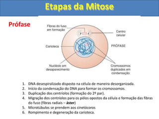 Prófase
1. DNA desespiralizado disposto na célula de maneira desorganizada.
2. Início da condensação do DNA para formar os cromossomos.
3. Duplicação dos centríolos (formação do 2º par).
4. Migração dos centríolos para os pólos opostos da célula e formação das fibras
do fuso (fibras radiais – áster)
5. Microtúbulos se prendem aos cinetócoros
6. Rompimento e degeneração da carioteca.
Etapas da Mitose
 