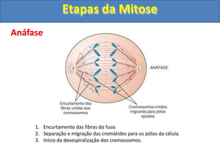 Anáfase
1. Encurtamento das fibras do fuso.
2. Separação e migração das cromátides para os pólos da célula.
3. Início da desespiralização dos cromossomos.
Etapas da Mitose
 
