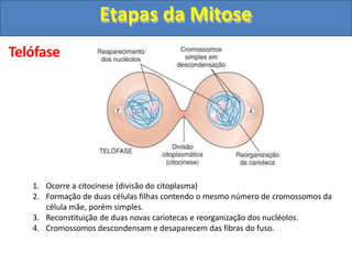 Telófase
1. Ocorre a citocinese (divisão do citoplasma)
2. Formação de duas células filhas contendo o mesmo número de cromossomos da
célula mãe, porém simples.
3. Reconstituição de duas novas cariotecas e reorganização dos nucléolos.
4. Cromossomos descondensam e desaparecem das fibras do fuso.
Etapas da Mitose
 