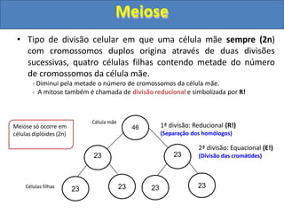 • Tipo de divisão celular em que uma célula mãe sempre (2n)
com cromossomos duplos origina através de duas divisões
sucessivas, quatro células filhas contendo metade do número
de cromossomos da célula mãe.
Diminui pela metade o número de cromossomos da célula mãe.
A mitose também é chamada de divisão reducional e simbolizada por R!
46
Célula mãe
Células filhas 23 23
23
23 23
23
Meiose só ocorre em
células diplóides (2n)
1ª divisão: Reducional (R!)
(Separação dos homólogos)
2ª divisão: Equacional (E!)
(Divisão das cromátides)
Meiose
 