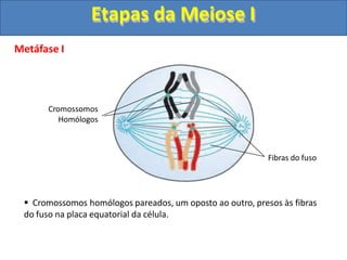 Metáfase I
Cromossomos
Homólogos
Fibras do fuso
 Cromossomos homólogos pareados, um oposto ao outro, presos às fibras
do fuso na placa equatorial da célula.
Etapas da Meiose I
 