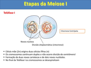 Telófase I
Novos núcleos
Divisão citoplasmática (citocinese)
 Célula mãe (2n) origina duas células filhas (n)
 Os cromossomos continuam duplos e não ocorre divisão do centrômero!
 Formação de duas novas cariotecas e de dois novos nucléolos.
 No final da Telófase I os cromossomos se desespiralizam
Citocinese Centrípeta
Etapas da Meiose I
 