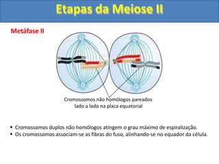 Metáfase II
Cromossomos não homólogos pareados
lado a lado na placa equatorial
 Cromossomos duplos não homólogos atingem o grau máximo de espiralização.
 Os cromossomos associam-se as fibras do fuso, alinhando-se no equador da célula.
Etapas da Meiose II
 