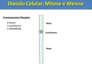 Cromossomo Simples
Centrômero
Braço
Braço
2 braços
1 centrômero
1 CROMÁTIDE
Divisão Celular: Mitose e Meiose
 