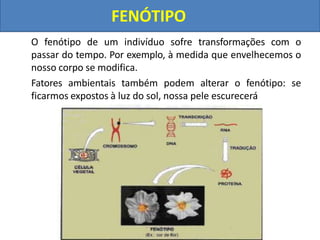 O fenótipo de um indivíduo sofre transformações com o
passar do tempo. Por exemplo, à medida que envelhecemos o
nosso corpo se modifica.
Fatores ambientais também podem alterar o fenótipo: se
ficarmos expostos à luz do sol, nossa pele escurecerá
FENÓTIPO
 