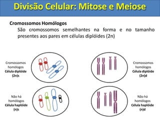 Cromossomos Homólogos
São cromossomos semelhantes na forma
presentes aos pares em células diplóides (2n)
e no tamanho
Cromossomos
homólogos
Célula diplóide
(2n)s
Cromossomos
homólogos
Célula diplóide
(2n)d
Não há
homólogos
Célula haplóide
(n)d
Não há
homólogos
Célula haplóide
(n)s
Divisão Celular: Mitose e Meiose
 