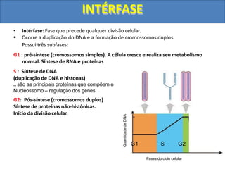 • Intérfase: Fase que precede qualquer divisão celular.
 Ocorre a duplicação do DNA e a formação de cromossomos duplos.
Possui três subfases:
G1 : pré-síntese (cromossomos simples). A célula cresce e realiza seu metabolismo
normal. Síntese de RNA e proteínas
S : Síntese de DNA
(duplicação de DNA e histonas)
.. são as principais proteínas que compõem o
Nucleossomo – regulação dos genes.
G2: Pós-síntese (cromossomos duplos)
Síntese de proteínas não-histônicas.
Início da divisão celular.
Quantidade
de
DNA
G1 S G2
Fases do ciclo celular
INTÉRFASE
 