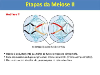 Anáfase II
 Ocorre o encurtamento das fibras do fuso e divisão do centrômero.
 Cada cromossomos duplo origina duas cromátides irmãs (cromossomos simples).
 Os cromossomos simples são puxados para os pólos da célula.
Separação das cromátides irmãs
Etapas da Meiose II
 