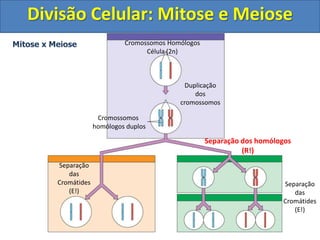 Cromossomos Homólogos
Célula (2n)
Duplicação
dos
cromossomos
Cromossomos
homólogos duplos
Separação dos homólogos
(R!)
Separação
das
Cromátides
(E!)
Mitose x Meiose
Separação
das
Cromátides
(E!)
Divisão Celular: Mitose e Meiose
 