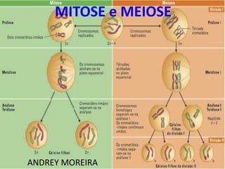 ANDREY MOREIRA
MITOSE e MEIOSE
 