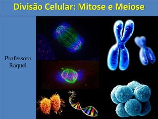 Professora
Raquel
Divisão Celular: Mitose e Meiose
 