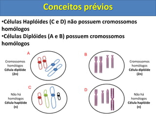 •Células Haplóides (C e D) não possuem cromossomos
homólogos
•Células Diplóides (A e B) possuem cromossomos
homólogos
Cromossomos
homólogos
Célula diplóide
(2n)
Cromossomos
homólogos
Célula diplóide
(2n)
Não há
homólogos
Célula haplóide
(n)
Não há
homólogos
Célula haplóide
(n)
A B
C
D
Conceitos prévios
 