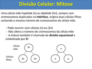 Uma célula mãe haplóide (n) ou diplóide (2n), sempre com
cromossomos duplicados na intérfase, origina duas células filhas
contendo o mesmo número de cromossomos da célula mãe.
Pode ocorrer com células (n) ou (2n)
Não altera o número de cromossomos da célula mãe
A mitose também é chamada de divisão equacional e
simbolizada por E!
2n
2n 2n
n
n n
Célula
mãe
Células
filhas
Divisão Celular: Mitose
 