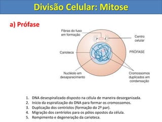 a) Prófase
1. DNA desespiralizado disposto na célula de maneira desorganizada.
2. Início da espiralização do DNA para formar os cromossomos.
3. Duplicação dos centríolos (formação do 2º par).
4. Migração dos centríolos para os pólos opostos da célula.
5. Rompimento e degeneração da carioteca.
Divisão Celular: Mitose
 