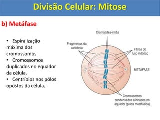 b) Metáfase
• Espiralização
máxima dos
cromossomos.
• Cromossomos
duplicados no equador
da célula.
• Centríolos nos pólos
opostos da célula.
Divisão Celular: Mitose
 