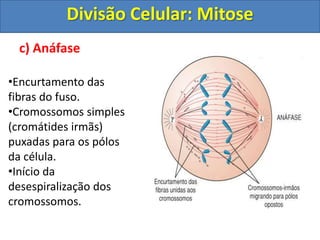 c) Anáfase
•Encurtamento das
fibras do fuso.
•Cromossomos simples
(cromátides irmãs)
puxadas para os pólos
da célula.
•Início da
desespiralização dos
cromossomos.
Divisão Celular: Mitose
 