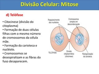 d) Telófase
• Citocinese (divisão do
citoplasma)
• Formação de duas células
filhas com o mesmo número
de cromossomos da célula
mãe.
• Formação da carioteca e
nucléolo.
• Cromossomos se
desespiralizam e as fibras do
fuso desaparecem.
Divisão Celular: Mitose
 