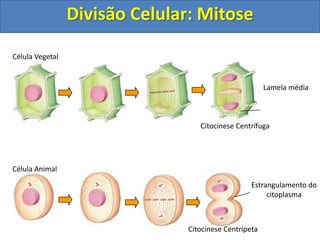 Célula Animal
Célula Vegetal
Citocinese Centrífuga
Citocinese Centrípeta
Lamela média
Estrangulamento do
citoplasma
Divisão Celular: Mitose
 