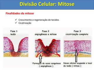 Finalidades da mitose
 Crescimento e regeneração de tecidos
 Cicatrização
Divisão Celular: Mitose
 
