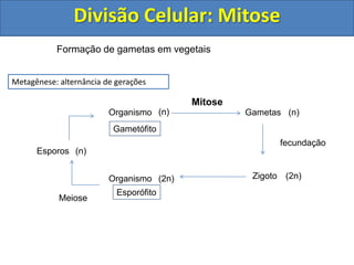 Formação de gametas em vegetais
Divisão Celular: Mitose
Metagênese: alternância de gerações
Esporos
Organismo
Organismo
Gametófito
Esporófito
(n)
Meiose
(n) (n)
fecundação
(2n)(2n)
Gametas
Zigoto
Mitose
 