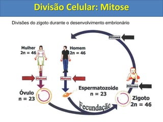 Divisão Celular: Mitose
Divisões do zigoto durante o desenvolvimento embrionário
 