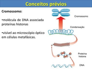 Cromossomo:
•molécula de DNA associada a
proteínas histonas
•visível ao microscópio óptico
em células metafásicas.
Proteína
histona
Condensação
Cromossomo
DNA
Conceitos prévios
 