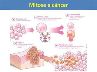 Mitose e câncer
 