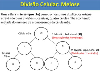 Uma célula mãe sempre (2n) com cromossomos duplicados origina
através de duas divisões sucessivas, quatro células filhas contendo
metade do número de cromossomos da célula mãe.
2nCélula mãe
Células
filhas
n n
n
n n
n
1ª divisão: Reducional (R!)
(Separação dos homólogos)
2ª divisão: Equacional E!)
(Divisão das cromátides)
Divisão Celular: Meiose
 