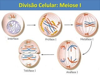 Divisão Celular: Meiose I
 