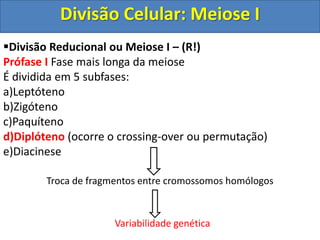 Divisão Reducional ou Meiose I – (R!)
Prófase I Fase mais longa da meiose
É dividida em 5 subfases:
a)Leptóteno
b)Zigóteno
c)Paquíteno
d)Diplóteno (ocorre o crossing-over ou permutação)
e)Diacinese
Troca de fragmentos entre cromossomos homólogos
Variabilidade genética
Divisão Celular: Meiose I
 