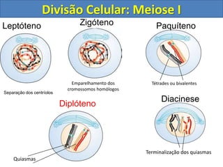 Leptóteno
Separação dos centríolos
Zigóteno
Emparelhamento dos
cromossomos homólogos
Tétrades ou bivalentes
Paquíteno
Quiasmas
Diplóteno
Terminalização dos quiasmas
Diacinese
Divisão Celular: Meiose I
 