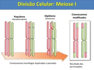 Cromossomos homólogos duplicados e pareados Resultado das
permutações
Paquíteno
(tétrade/bivalente)
Diplóteno
(Quiasmas)
Cromossomos
modificados
Divisão Celular: Meiose I
 