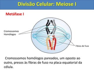 Metáfase I
Cromossomos
Homólogos
Fibras de fuso
Cromossomos homólogos pareados, um oposto ao
outro, presos às fibras de fuso na placa equatorial da
célula.
Divisão Celular: Meiose I
 