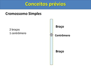 Cromossomo Simples
Centrômero
Braço
Braço
2 braços
1 centrômero
Conceitos prévios
 