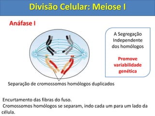 Anáfase I
Encurtamento das fibras do fuso.
Cromossomos homólogos se separam, indo cada um para um lado da
célula.
Separação de cromossomos homólogos duplicados
A Segregação
Independente
dos homólogos
Promove
variabilidade
genética
Divisão Celular: Meiose I
 