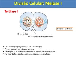 Telófase I
 Célula mãe (2n) origina duas células filhas (n)
 Os cromossomos continuam duplos
 Formação de duas novas cariotecas e de dois novos nucléolos.
 No final da Telófase I os cromossomos se desespiralizam
Divisão citoplasmática (citocinese)
Novos núcleos
Citocinese Centrípeta
Divisão Celular: Meiose I
 