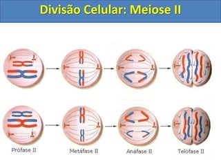 Divisão Celular: Meiose II
 