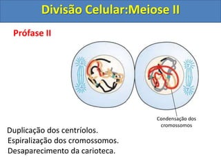 Prófase II
Duplicação dos centríolos.
Espiralização dos cromossomos.
Desaparecimento da carioteca.
Condensação dos
cromossomos
Divisão Celular:Meiose II
 