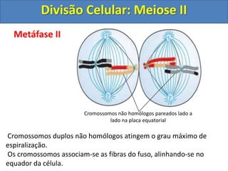 Metáfase II
Cromossomos duplos não homólogos atingem o grau máximo de
espiralização.
Os cromossomos associam-se as fibras do fuso, alinhando-se no
equador da célula.
Cromossomos não homólogos pareados lado a
lado na placa equatorial
Divisão Celular: Meiose II
 